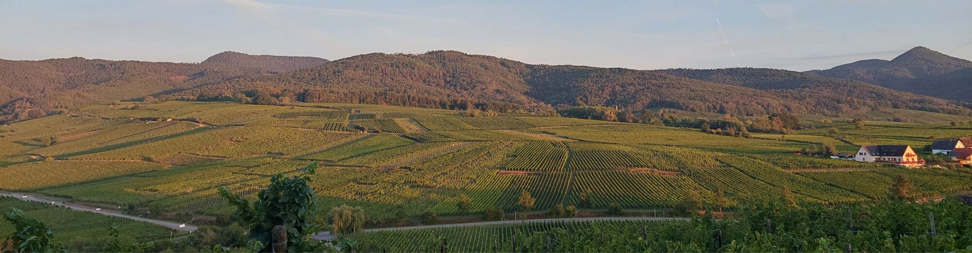 Domaine Hunter McKirdy