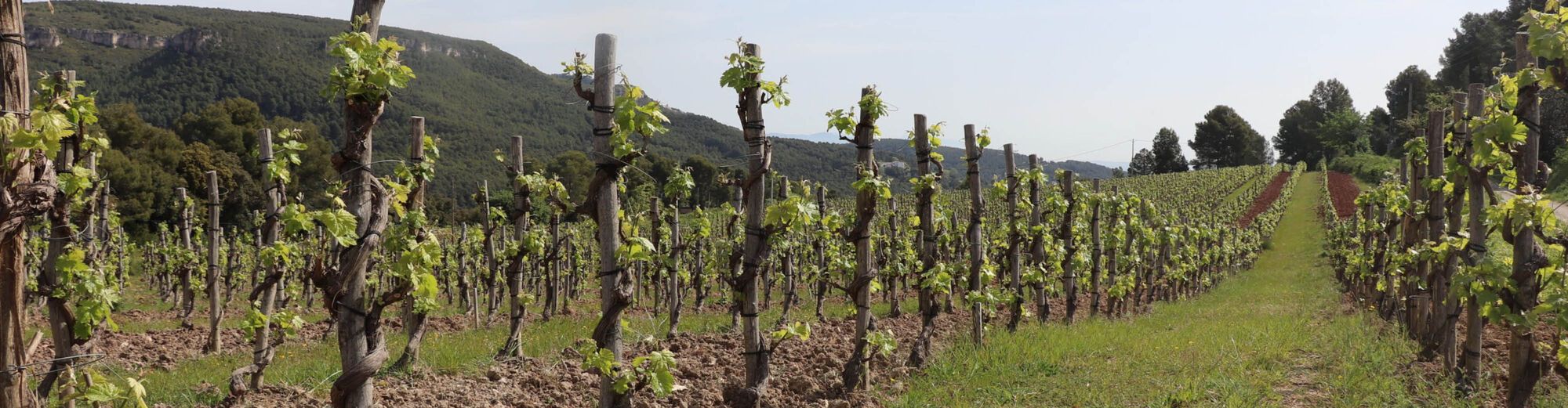 Parés Baltà