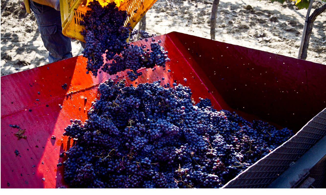 cantina di scansano gallery image 2