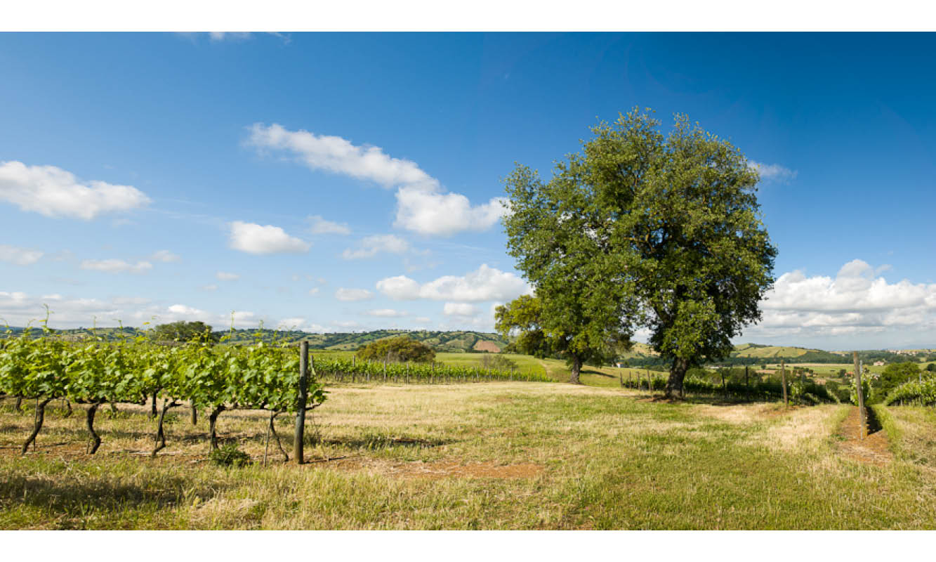 cantina di scansano gallery image 4