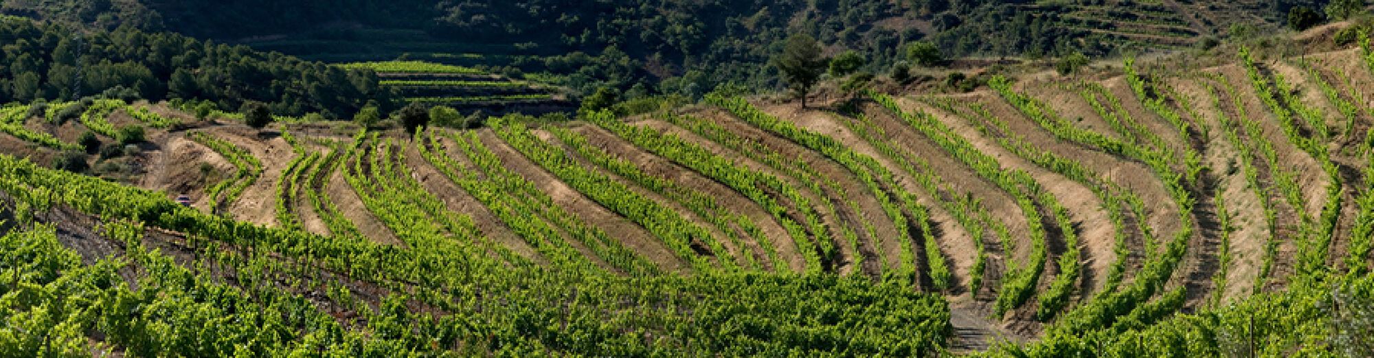 Trossos del Priorat