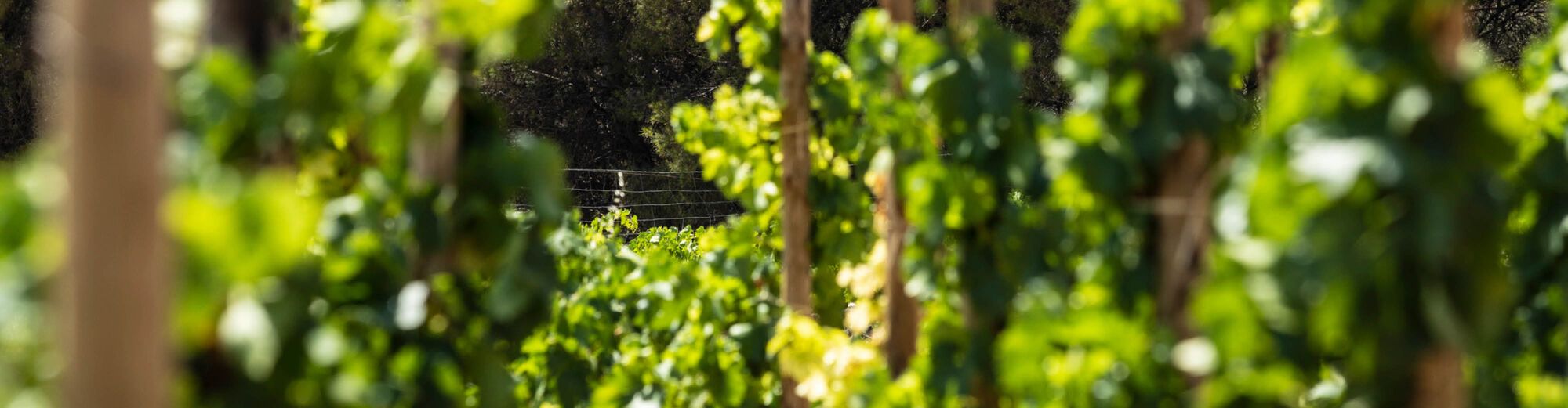 Vinos en Voz Baja