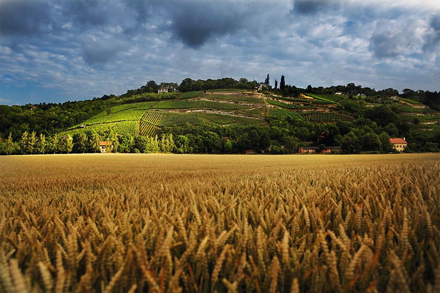 weingut hey gallery image 5