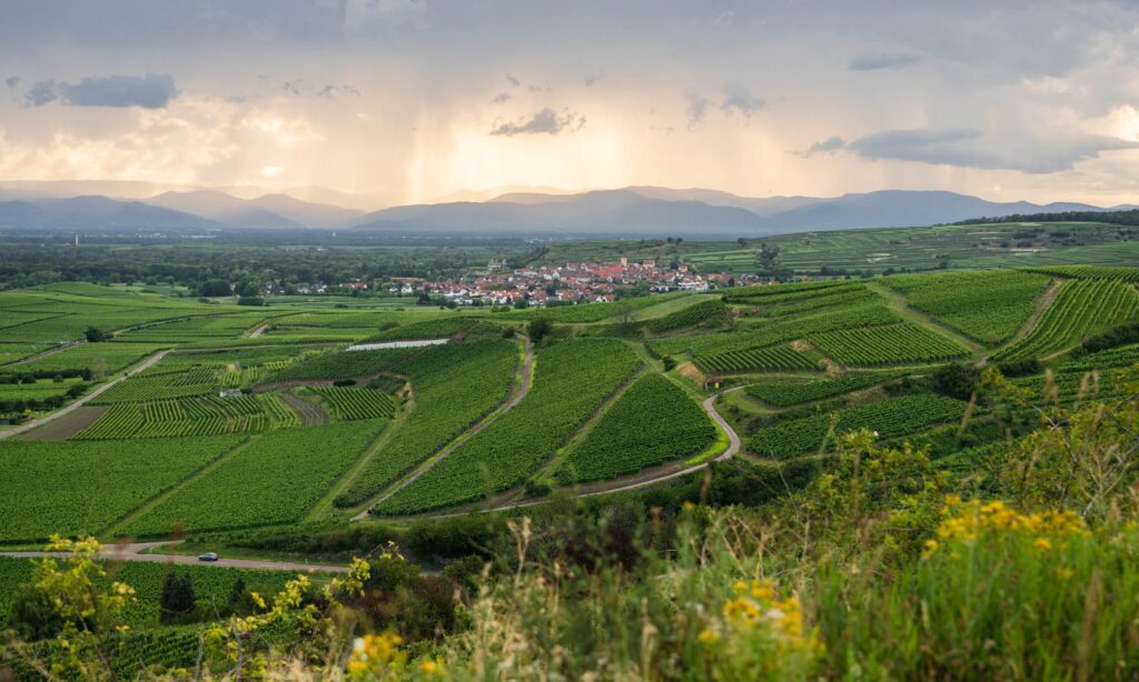 weingut wagner gallery image 2