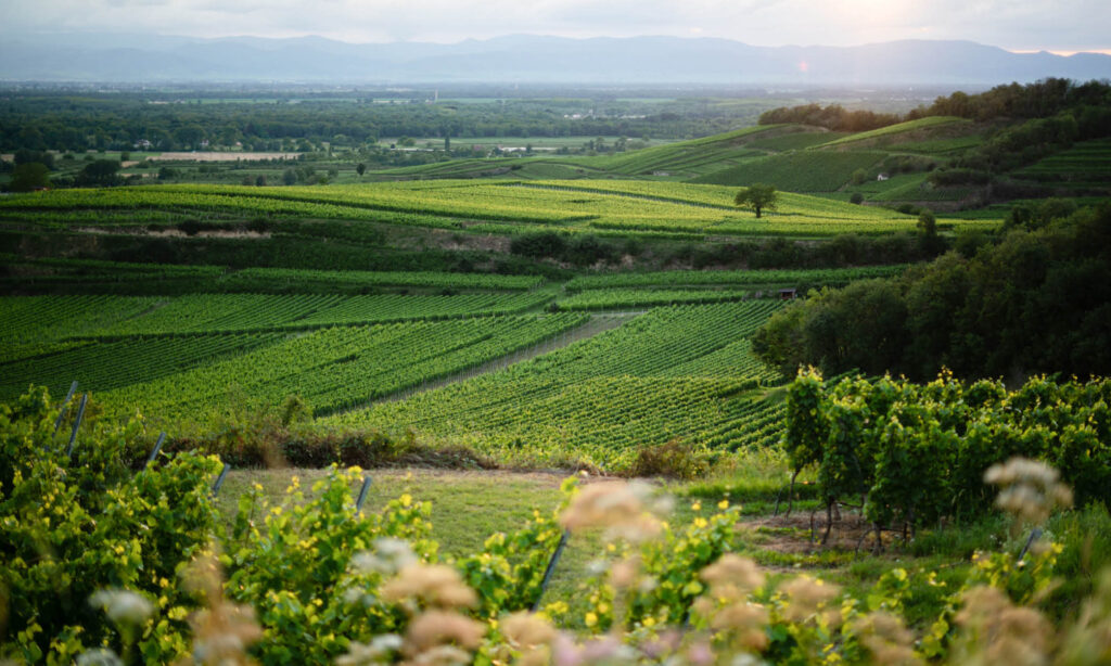 weingut wagner gallery image 4