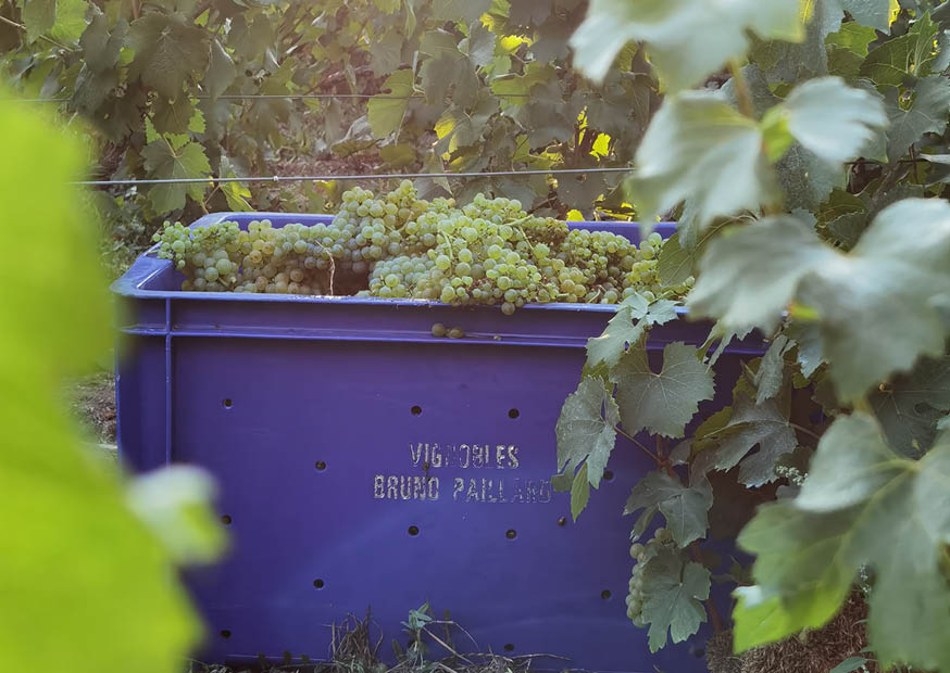 Bruno Paillard gallery image 3