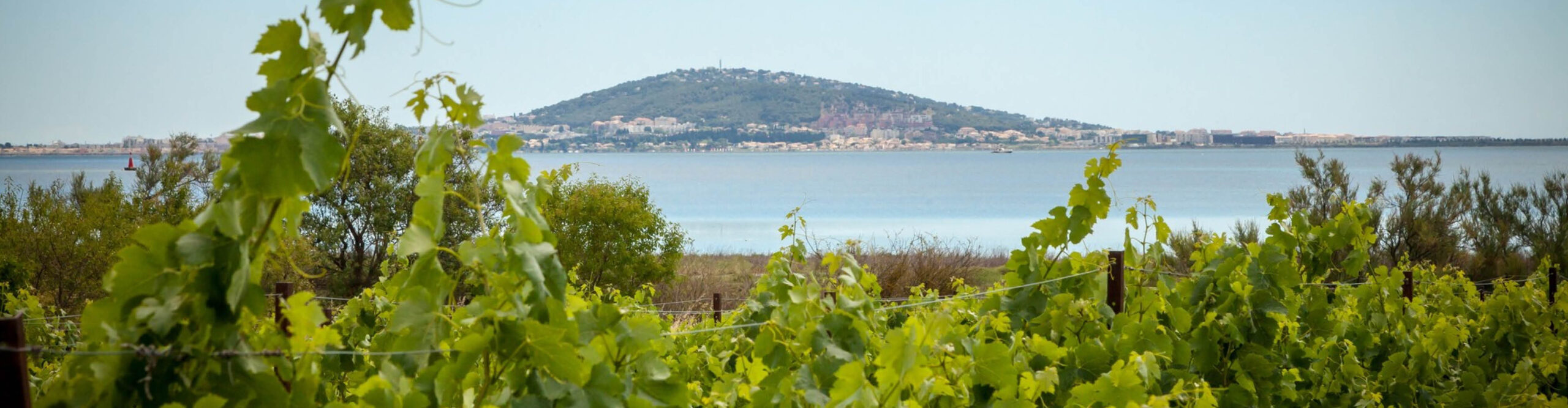 Cave de l'Ormarine