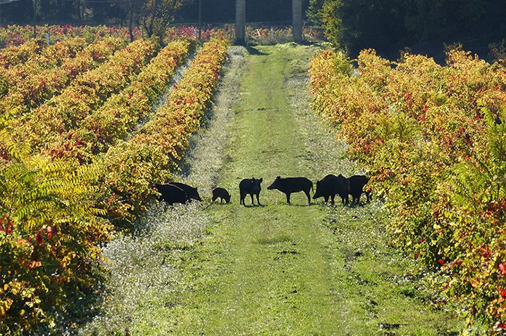 château barbebelle gallery image 2