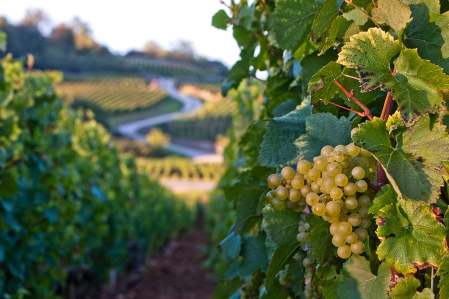 domaine amiot gallery image 1