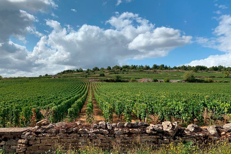 domaine amiot gallery image 7