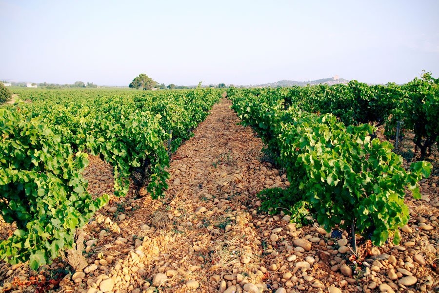 domaine de marcoux gallery image 3