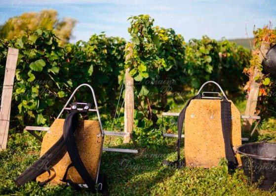 domaine digioia-royer gallery image 1