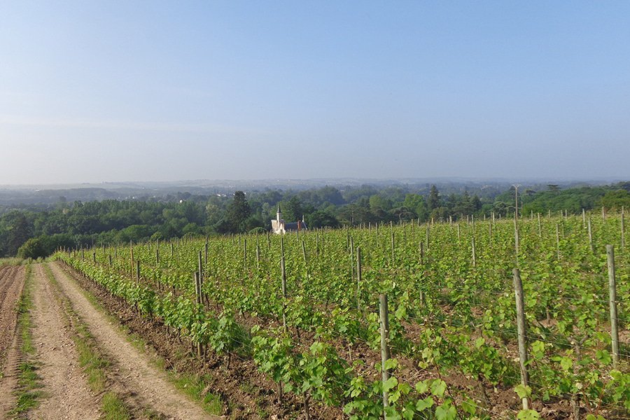 domaine laureau gallery image 3