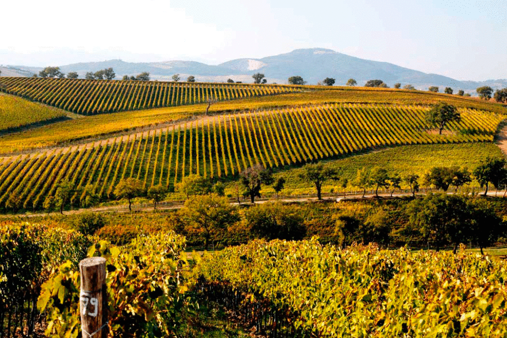 cantina di scansano gallery image 1