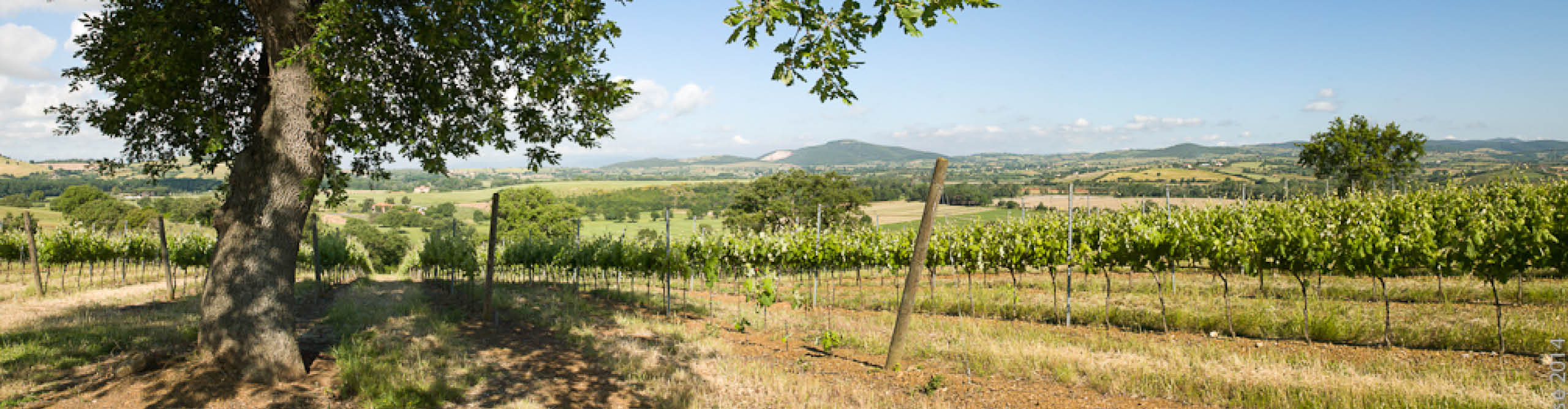 Cantina di Scansano