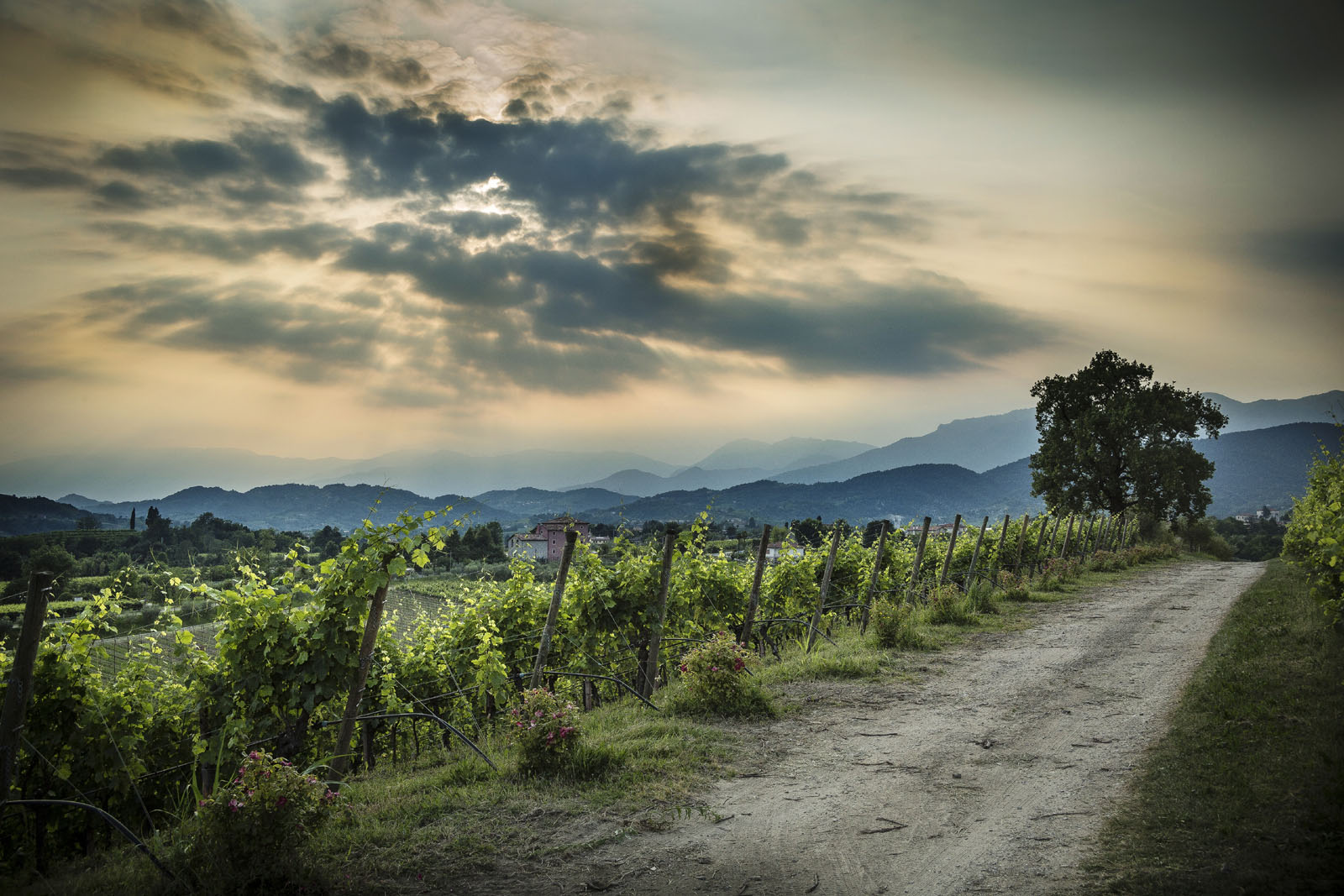 l'Antica Quercia