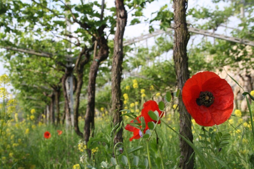 monte dall'ora gallery image 9