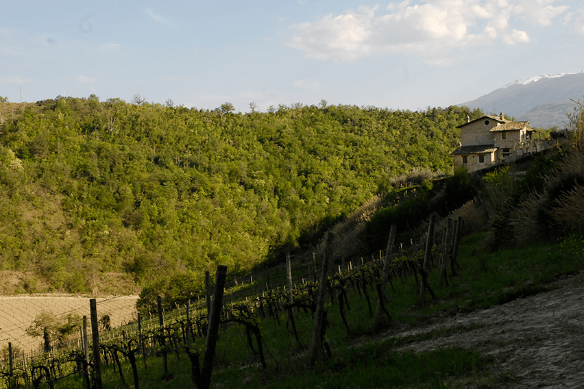 pantaleone gallery image 6