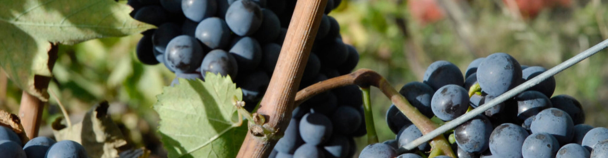 Pantaleone