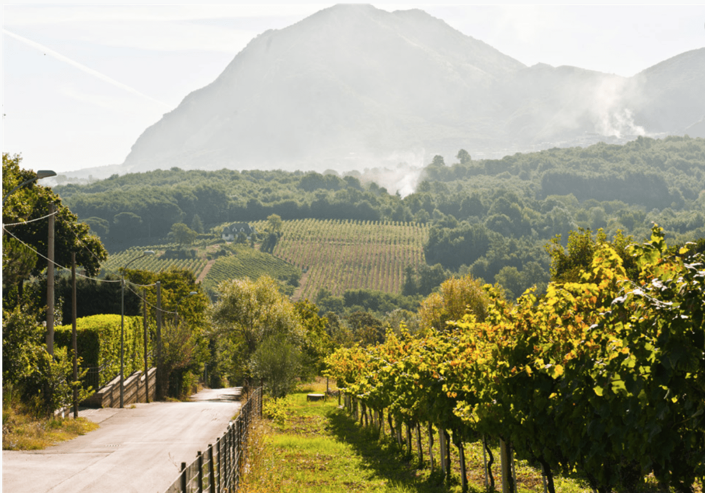 tenuta sarno 1860 gallery image 2