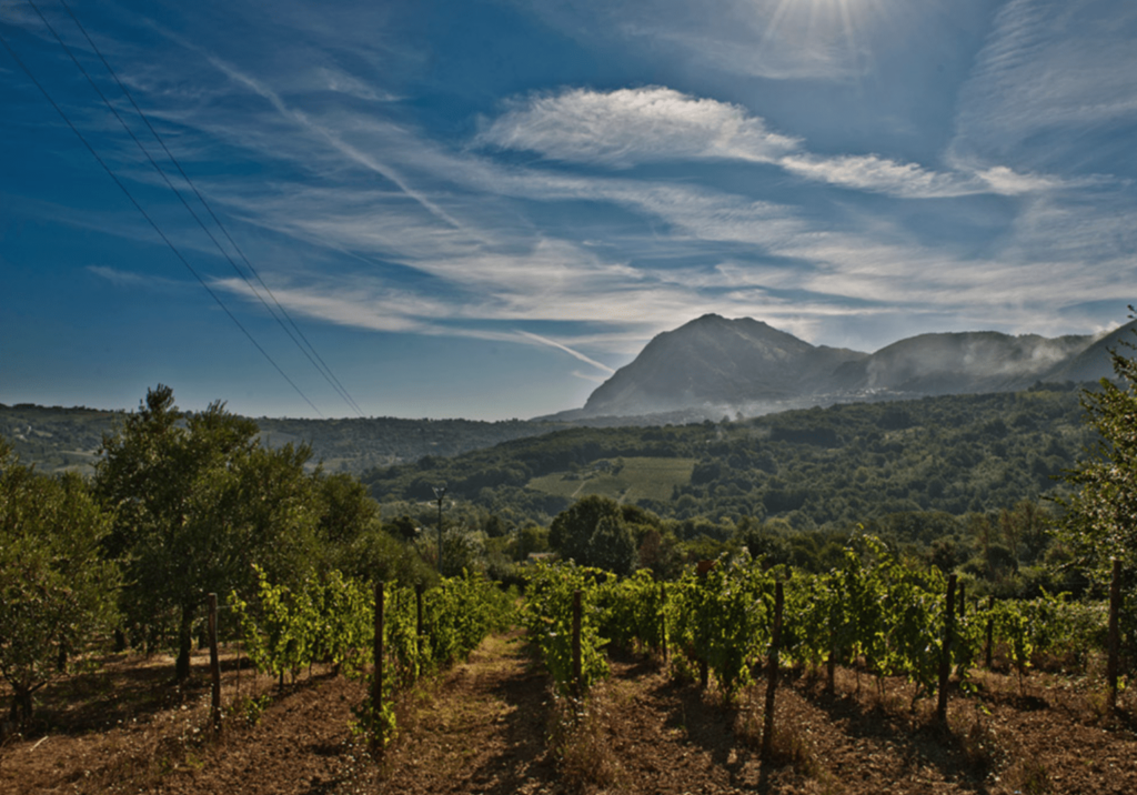 tenuta sarno 1860 gallery image 3