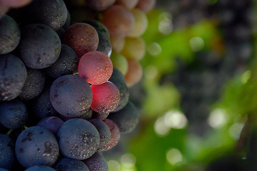 terrana wines gallery image 1