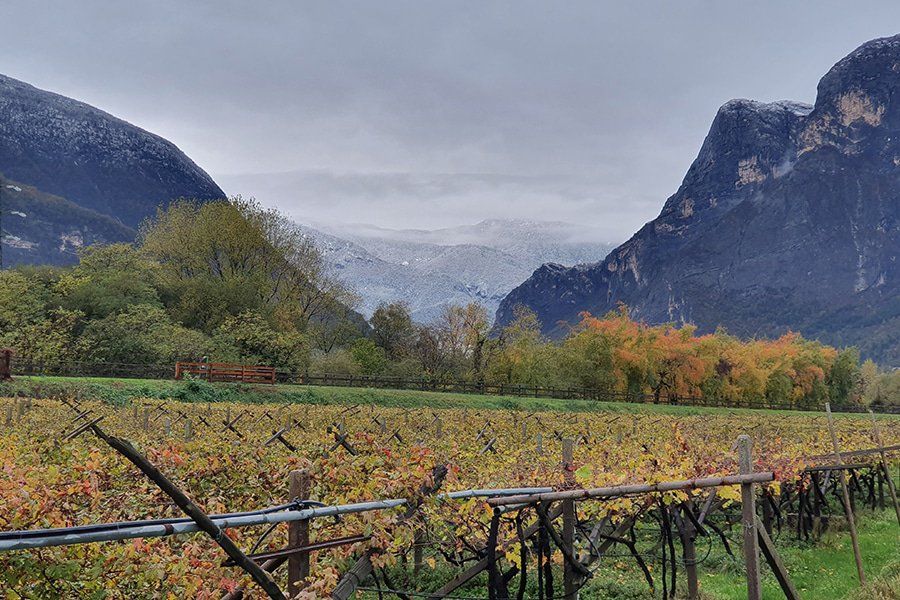 terrana wines gallery image 2