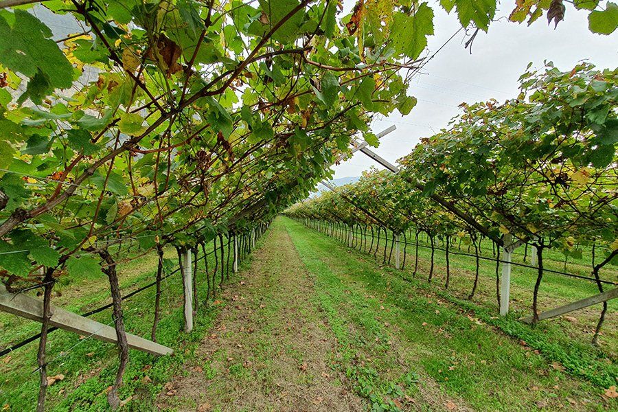 terrana wines gallery image 3