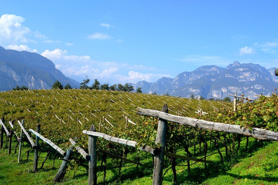 terrana wines gallery image 5