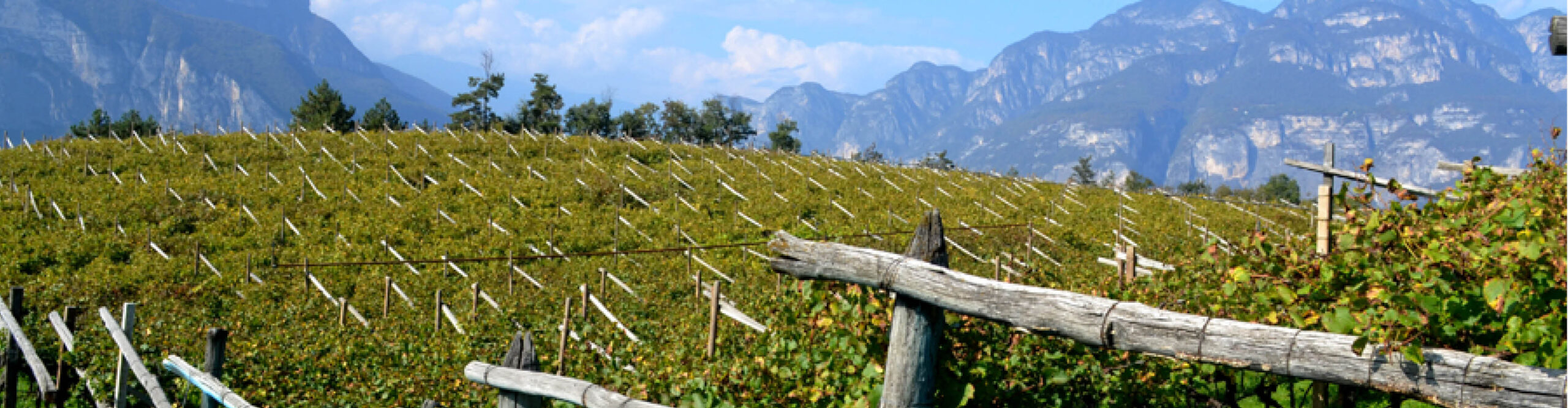 Terrana Wines
