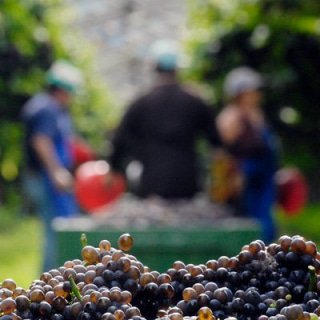 Terrana Wines