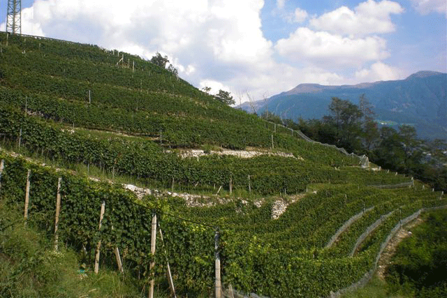 villscheider gallery image 5