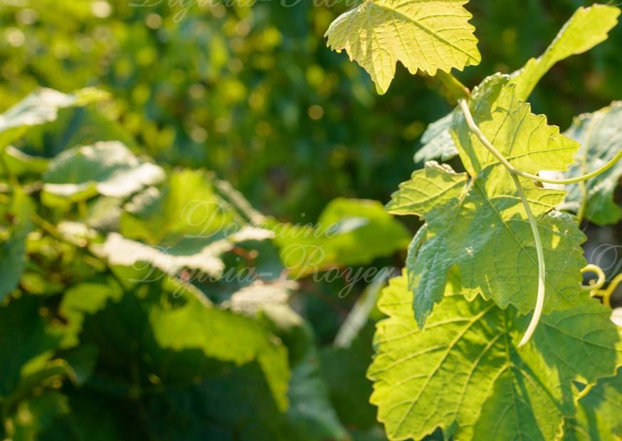 domaine digioia-royer gallery image 4