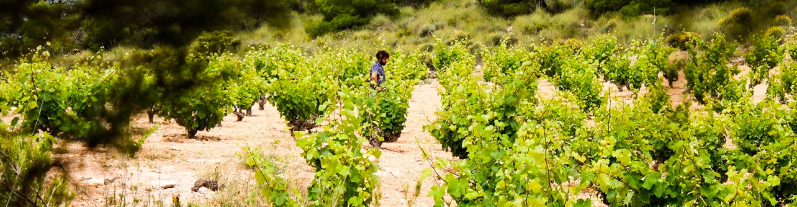 bodega cerrón