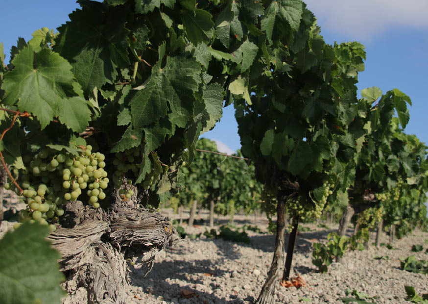 Bodegas De La Riva gallery image 2