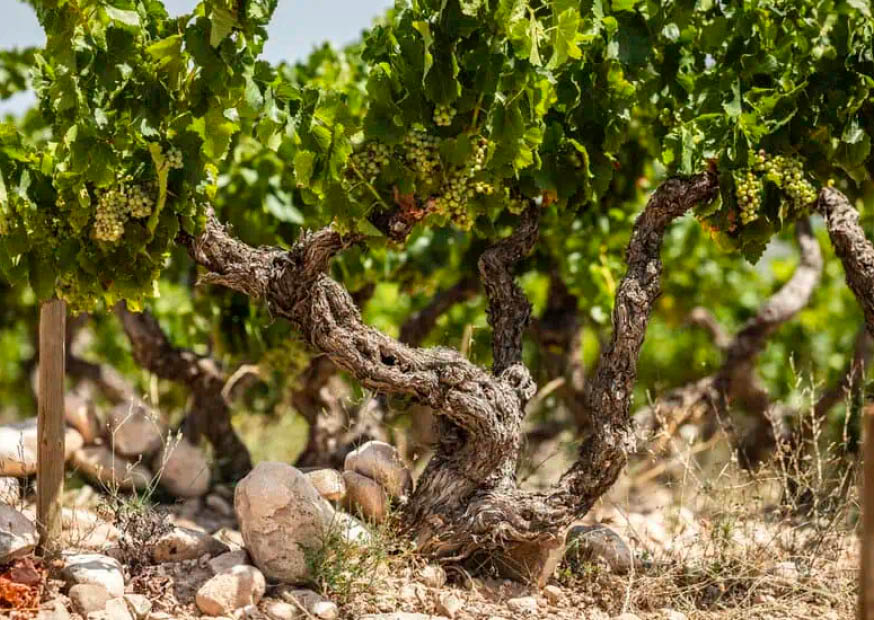 Vinos en Voz Baja gallery image 3